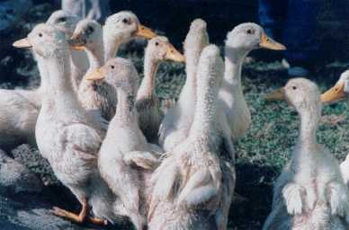 Grupo de patos